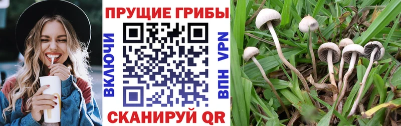 Псилоцибиновые грибы GOLDEN TEACHER купить цена MEGA tor Фёдоровский